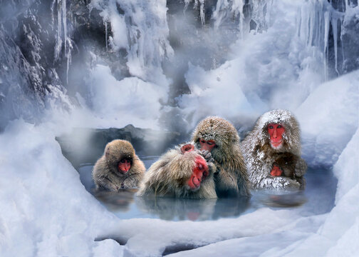Japanmakak, Schneeaffe oder Rotgesichtsmakake (Macaca fuscata) Primaten sitzen in warmen Wasser, hei&szlig;e Quelle