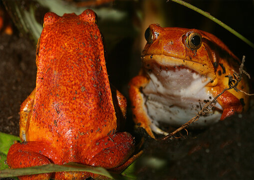 Rote Tomatenfrosch (Dyscophus antongilii) Madagaskar