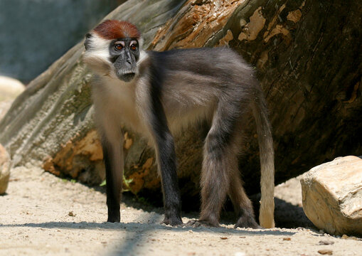  Wei&szlig;bartlangur (Semnopithecus vetulus) Sri Lanka, Asien 