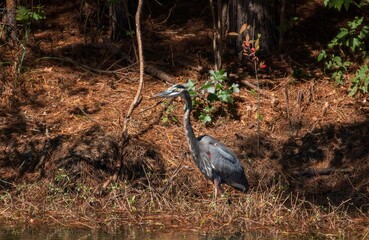 Great Blue Heron with a pond reflection