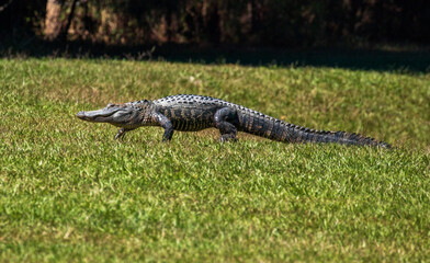 American alligator walking across a grassy North Carolina area