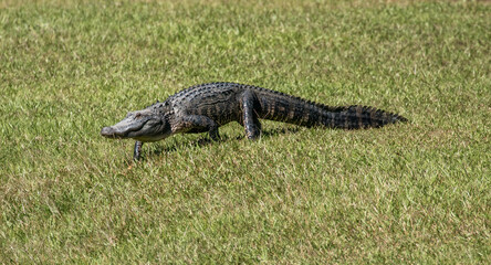 American alligator walking across a grassy North Carolina area