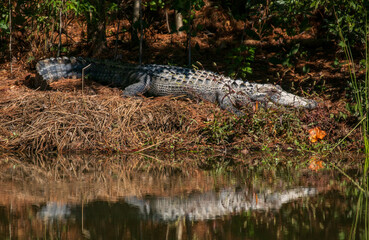Alligator laying beside a pond in a North Carolina swamp in the autumn.