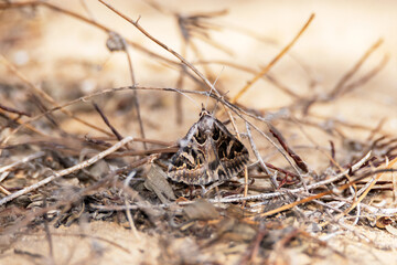Una gran polilla subiendo a la ramita seca