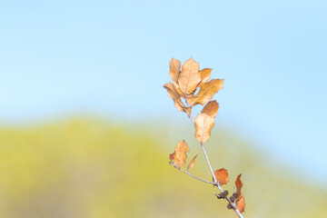 Una rama con hojas secas apuntando al cielo