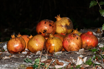 Jugosas granadas acabaditas de recolectar del arbol