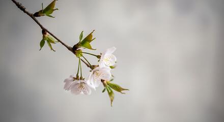 Delicate white cherry blossoms on a branch against a soft grey background creating a serene and elegant spring image
