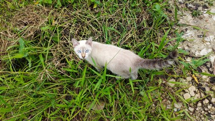 little gray cat on grass field
