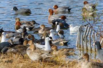 冬の池に集まるカモとカモメの群れ