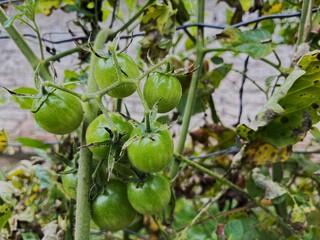 Green tomatoes.