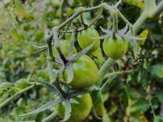 Green tomatoes.