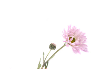 chrysanthemum flower on a long stem on a white background is insulated