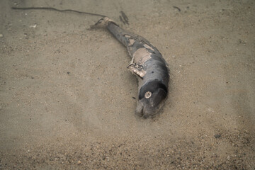 A dead fish is laying on the sand