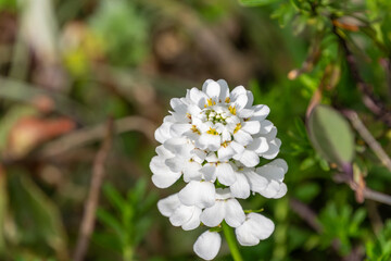 初夏の陽ざしに咲くキャンディタフトの白い花