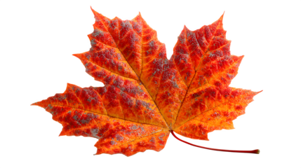 Autumn maple leaf, crisp golden-red tones with veins detail, isolated on white background