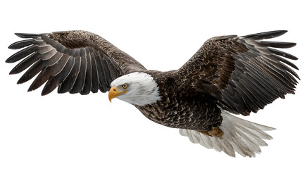 Obraz premium Bald eagle in flight, wingspan wide with sharp detail, natural daylight, isolated on white background