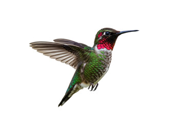 Isolated Anna's hummingbird in flight, displaying its colorful feathers, hovering gracefully