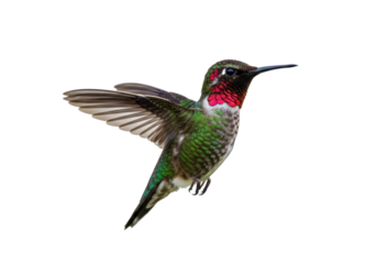 Isolated Anna's hummingbird in flight, displaying its colorful feathers, hovering gracefully