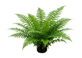 Isolated fern plant growing, fresh green foliage, beautiful nature, botanical beauty, plant