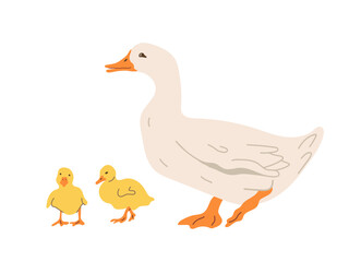  Illustration of a white  duck standing with two small yellow ducklings. Farm animals isolated