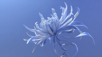 Close up of a delicate light blue chrysanthemum flower set against a soft gradient background