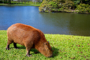 Capybara grazing on green grass by a lake in a suburban Brazilian neighbourhood. Tranquil wildlife moment in urban environment, blending nature and city life in harmony with tropical animals.