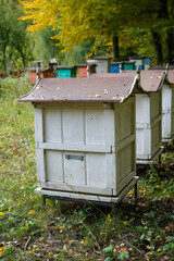 Autumn Stationary Apiary in the Forest. Ecological Apiary. Prepare Bees for Winter.