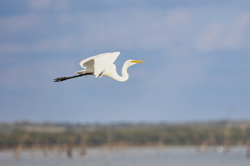 Great White Heron profile in flight over a lake through a blue sky with wings folded and legs outstretched in full sun