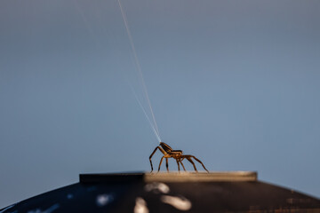 Wolf Spider on a post shooting web into the air with blue water in the background