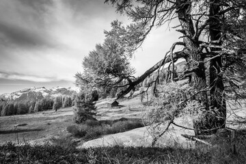 Herbstlandschaft mit Jagdhütte und Lärchenbaum in schwarz weiss
