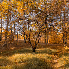 Golden autumn forest with twisted tree branches, warm sunlight, and dry grass. Peaceful woodland scene captures seasonal beauty, natural textures, and tranquil outdoor atmosphere.