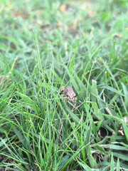frog on the grass
