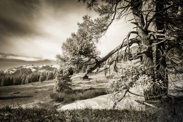 Herbstlandschaft mit Jagdhütte und Lärchenbaum in sepia