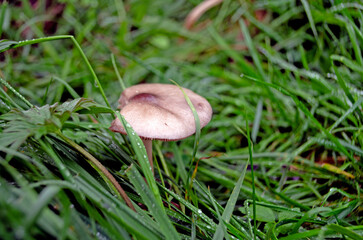 Der Pilz Großer Scheidling wächst Ende Oktober im Naturschutzgebiet Rieselfelder in Münster.