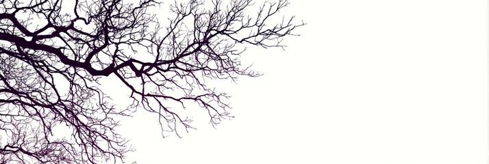 Obraz premium Tree branch is shown in the foreground of a white background