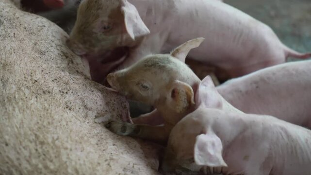 A litter of hungry piglets feeding simultaneously from their mother, fighting for position to quickly consume the milk