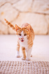 cat lying on the floor