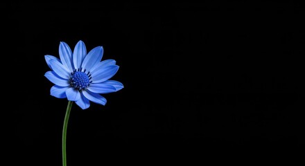Striking single blue flower with delicate petals, digitally isolated on a solid background, showcasing pure natural beauty and botanical detail ,botanical ,single ,specimen