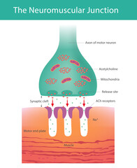Synaptic Transmission at the Neuromuscular Junction. This diagram shows the Neuromuscular Junction, where an axon terminal releases Acetylcholine ACh into the synaptic cleft. The neurotransmitter bind