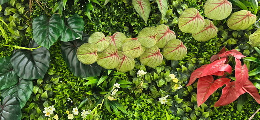 Artificial plants that look like real plants are durable, beautiful. Red heart-shaped leaves called anthuriums, caladiums, philodendrons, and Epipremnum plants. Beautiful artificial tree landscaping, 
