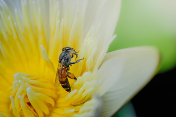 a bee wolking around white lotus with yellow pollens