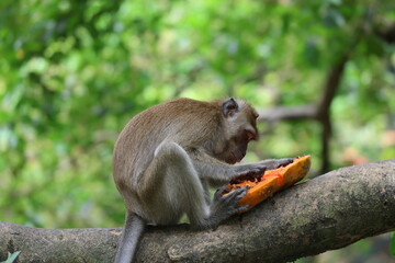 Wild monkey eats papaya
