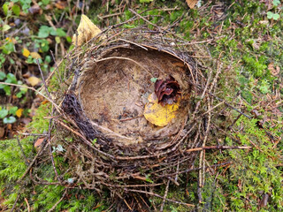 Bird's nest with fallen autumn leaves on the ground in the forest