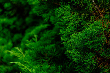photograph of green leaves of pine trees on there branches in wild with flare of sun shine and dark shade