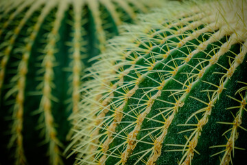 photograph of echinocactus grusonii cactus for background wallpaper