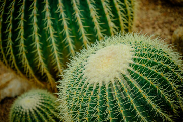 photograph of echinocactus grusonii cactus for background wallpaper