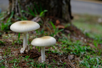 amanita mushroom growth from the ground with tree base surround with green grass around