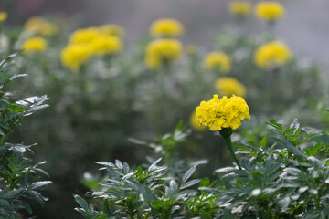 yellow calendula flower field in flare of sun shine and blurred background