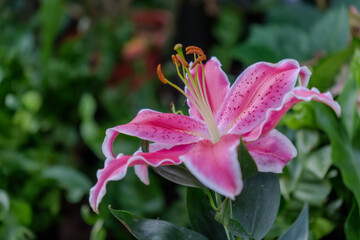 a single  big pink lily flower with green leaves background in the garden