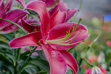 a single  big pink lily flower with green leaves background in the garden